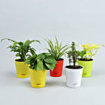 5 Best Airpurifying Plants With Self Watering Pots