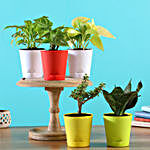 5 Indoor Outdoor Plants With Self Watering Pots