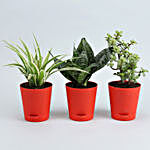 Set Of 3 Plants In Red Self Watering Pots