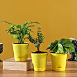 Set Of 3 Plants In Yellow Self Watering Pots