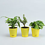Set Of 3 Plants In Yellow Self Watering Pots