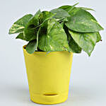 Set Of 4 Best Plants With Self Watering Pots