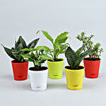 Set Of 5 Plants In Multicoloured Self Watering Pots