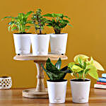 Set Of 5 Plants In White Self Watering Pots
