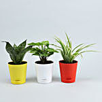 Set Of 3 Plants In Beautiful Self Watering Pots