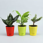3 Plants Set With Beautiful Self Watering Pots