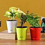 3 Plants Set With Multicoloured Self Watering Pots