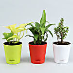 3 Plants Set With Self Watering Pots