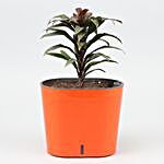 Baby Cordyline Plant In Self Watering Pot
