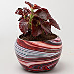 Beautiful Begonia Plant In Abstract Print Pot