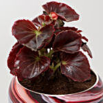 Beautiful Begonia Plant In Abstract Print Pot