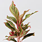 Red Aglaonema Plant In Self Watering Pot