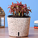 Red Campfire Succulent Plant In Self Watering Pot