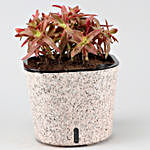 Red Campfire Succulent Plant In Self Watering Pot
