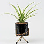 Spider Plant In Enamel Print Pot
