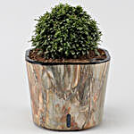 Table Kamini Plant In Self Watering Pot