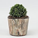 Table Kamini Plant In Self Watering Pot