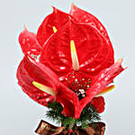 6 Red Anthuriums Tied With FNP Brown Ribbon