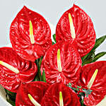 FNP Ribbon Tied 7 Red Anthuriums Bouquet