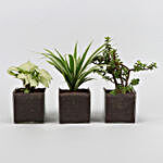 Set Of Three Beautiful Plants In Glass Square Vase