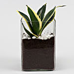 Three Beautiful Plants Set In Glass Square Vases