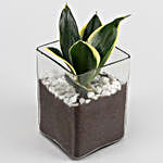 Three Beautiful Plants Set In Glass Square Vases