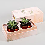 Two Echeveria Plants In FNP Printed Succulent Box