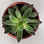 Two Echeveria Plants In FNP Printed Succulent Box