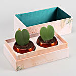 Two Hoya Plants In FNP Printed Succulent Box