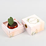 Hoya Plant In FNP Printed Succulent Box