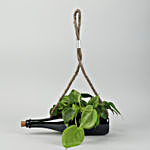 Oxycardium Plant In Green Hanging Bottle Planter