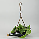 Oxycardium Plant In Green Hanging Bottle Planter