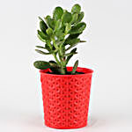 Crassula Plant With Red Maryram Plastic Pot