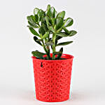 Crassula Plant With Red Maryram Plastic Pot