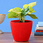 Money Plant With Red Turkey Plastic Pot