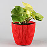 Money Plant With Red Turkey Plastic Pot
