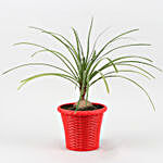 Nolina Palm Plant In Red Shining Plastic Pot
