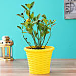 Orange Dwarf Plant With Yellow Shining Plastic Pot