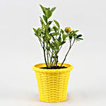 Orange Dwarf Plant With Yellow Shining Plastic Pot