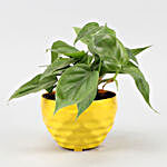 Oxycardium Green Plant In Yellow Plastic Pot