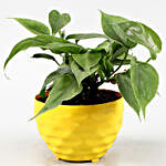Oxycardium Green Plant In Yellow Plastic Pot