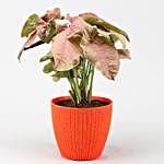 Pink Syngonium Plant With Turkey Plastic Pot