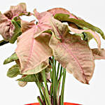 Pink Syngonium Plant With Turkey Plastic Pot