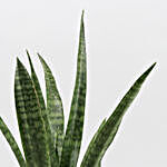 Sansevieria Green Plant In Red Shining Plastic Pot