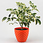 Schefflera Bonsai Plant With Kohinoor Plastic Pot