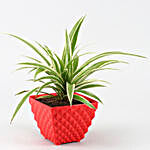 Spider Plant With Red Kohinoor Square Plastic Pot