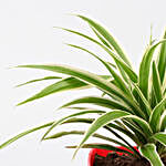 Spider Plant With Red Kohinoor Square Plastic Pot