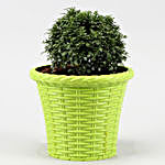 Table Kamini Plant In Green Shining Plastic Pot