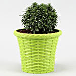 Table Kamini Plant In Green Shining Plastic Pot