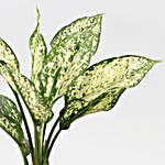 Aglaonema Silver Plant With Maryram Plastic Pot